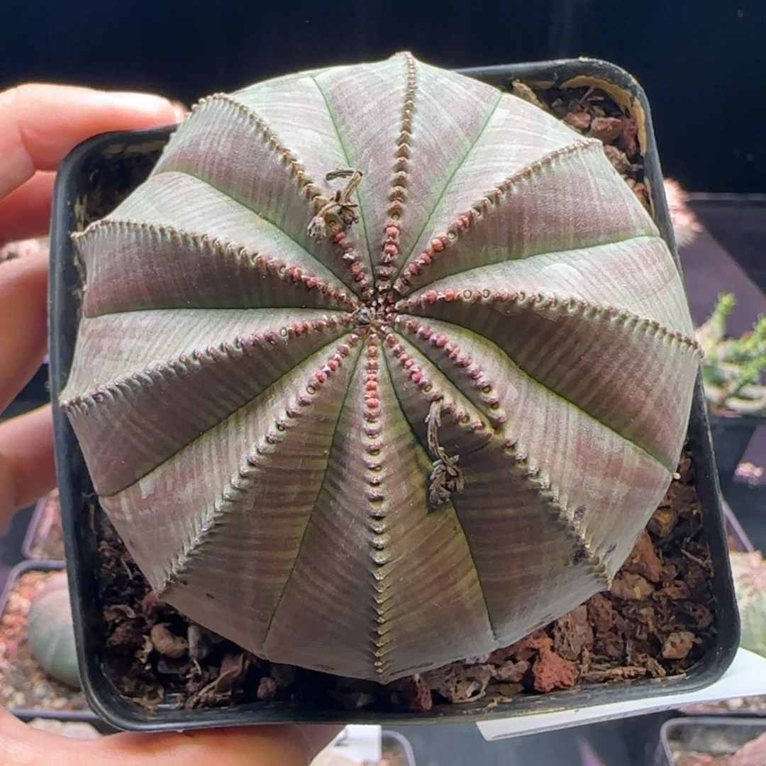 欧布，实在园艺，8Cm，包邮09号