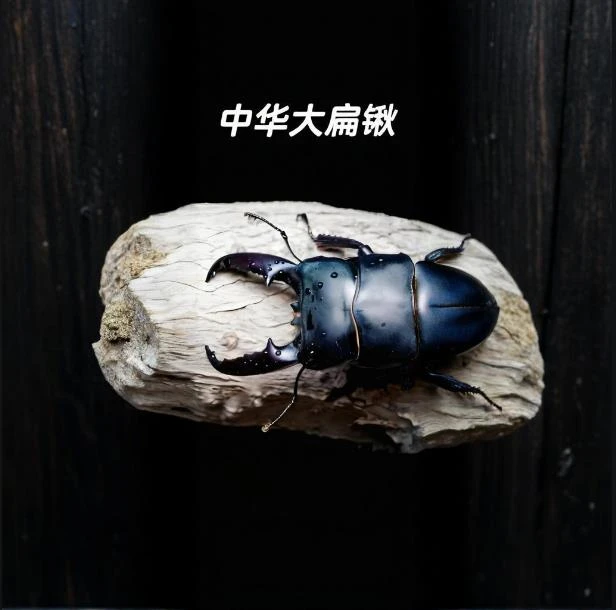 标本虫昆虫宠物一物一拍