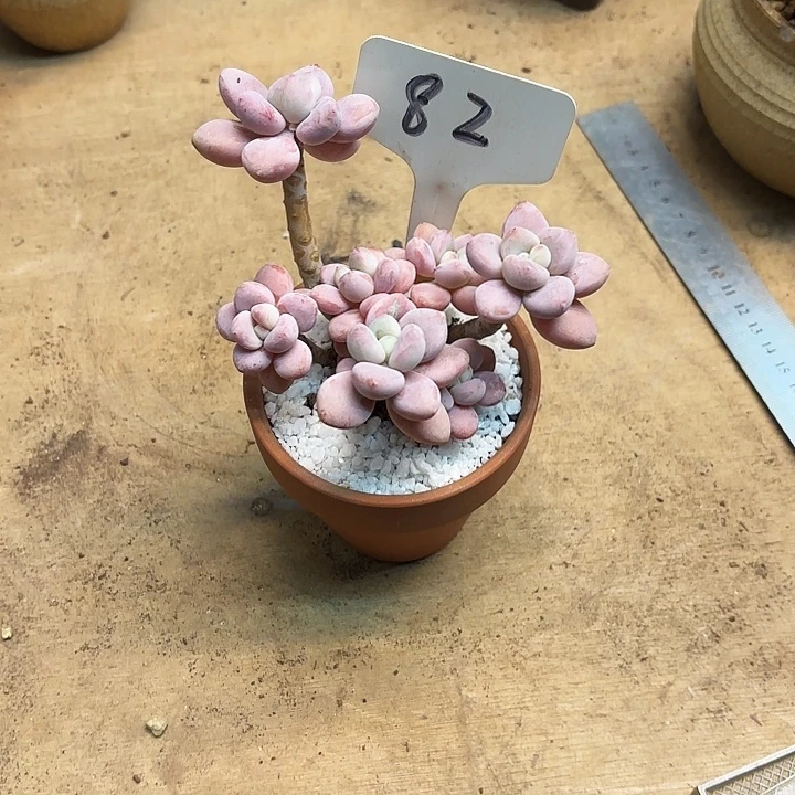 多肉植物，落神82号