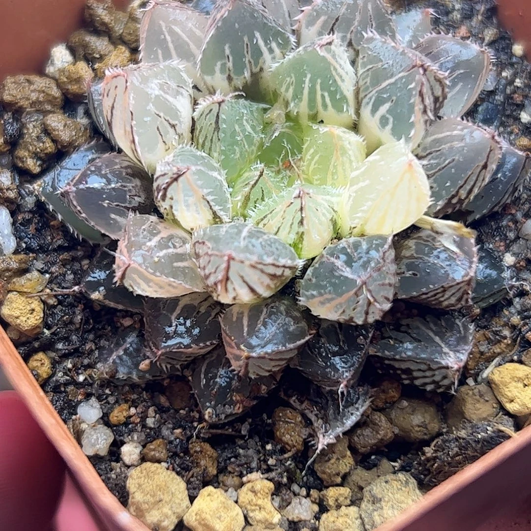 楼兰锦十二卷多肉植物