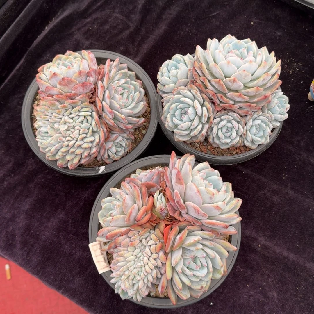 3颗一起一物一拍的