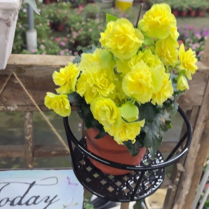 完全开放柠檬黄丽格海棠