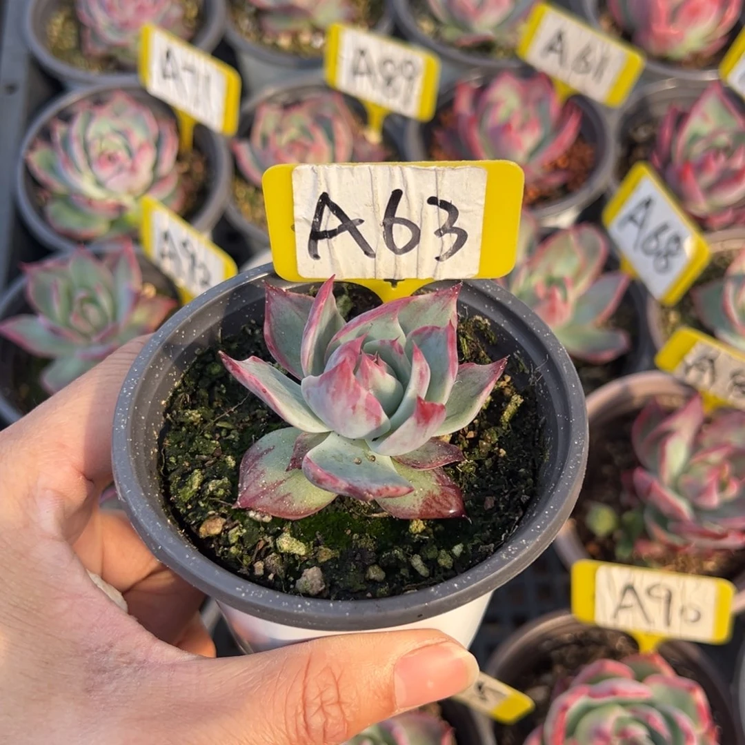 晴**里A63惊鸿单头多肉