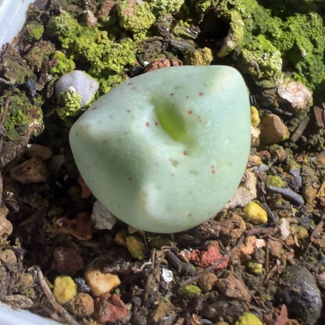 糖****豆豆豆专拍 肉锥植物