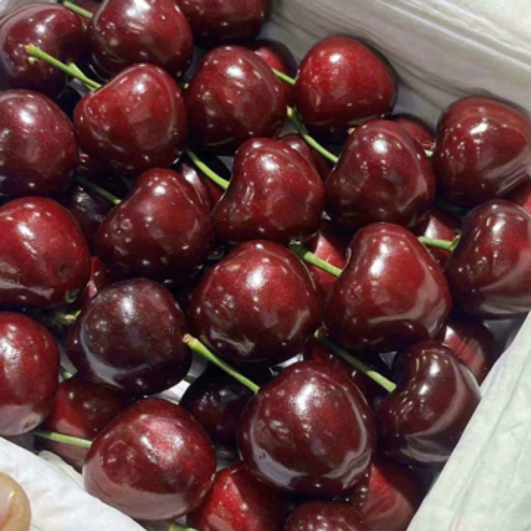 大连美早大樱桃500g5XL俄罗斯8号