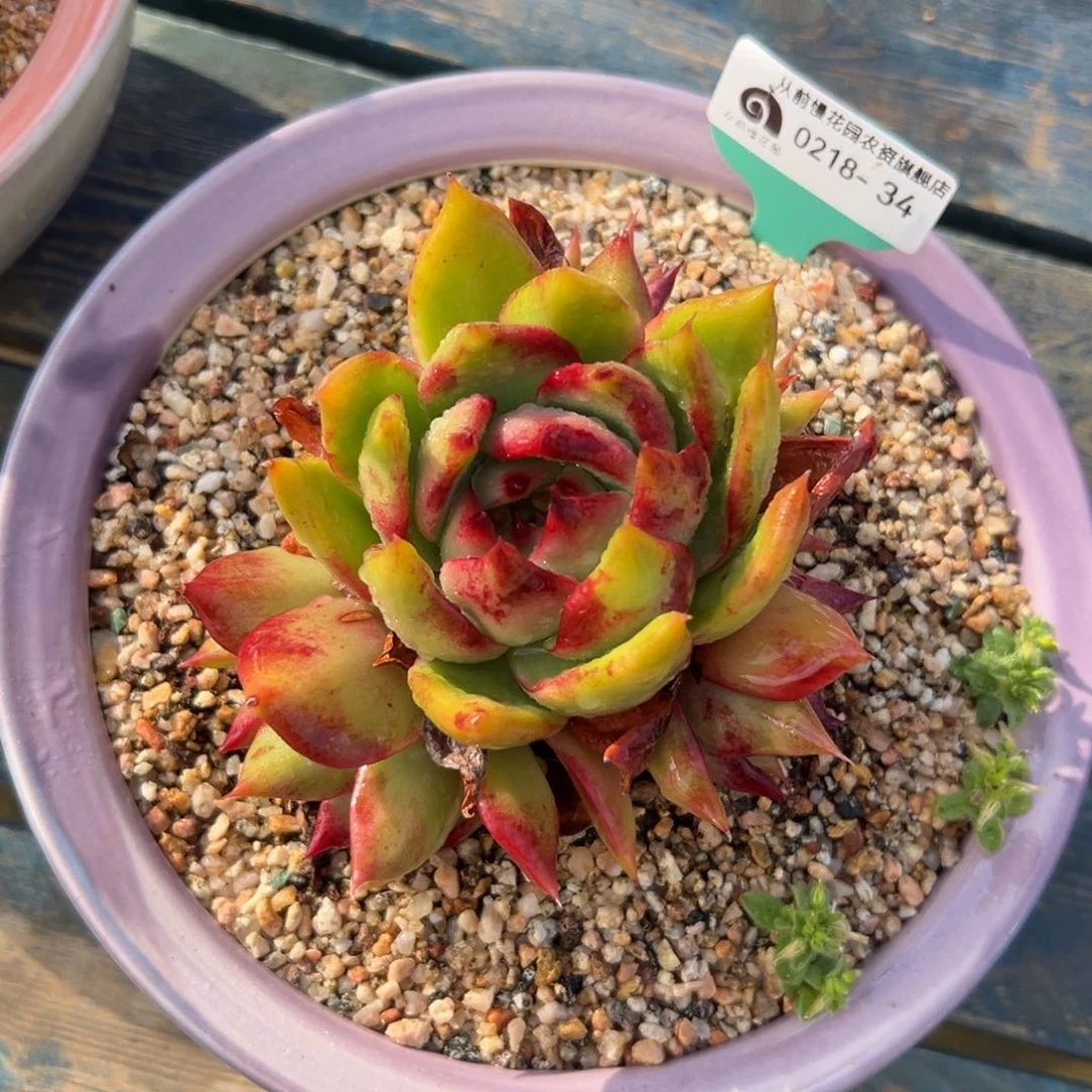 多肉一物一拍0218-34宝石锦