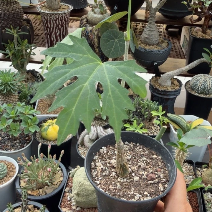 枫叶苦瓜408 仙人球