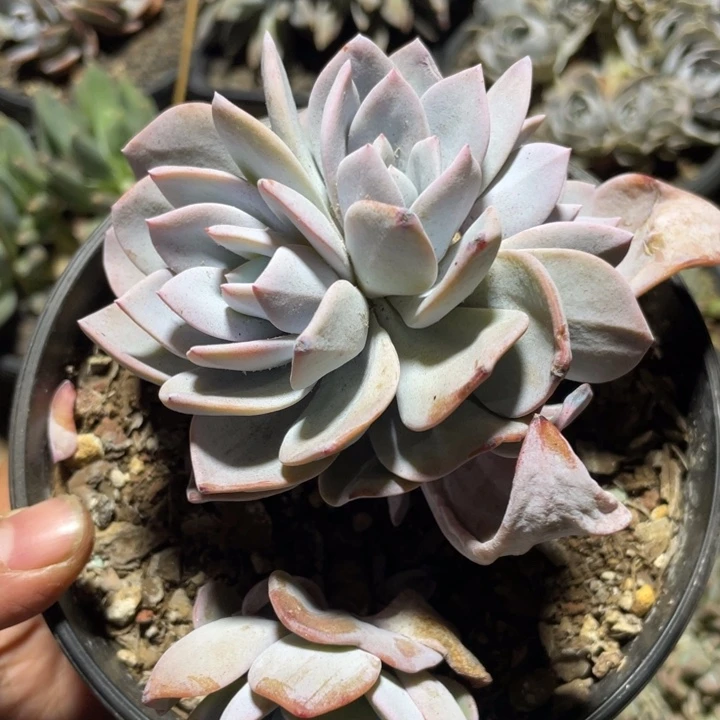 棒棒糖奶茶3头无砍无掐