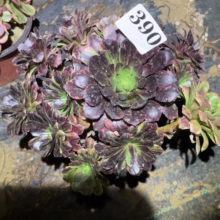 390莫兰迪多肉植物