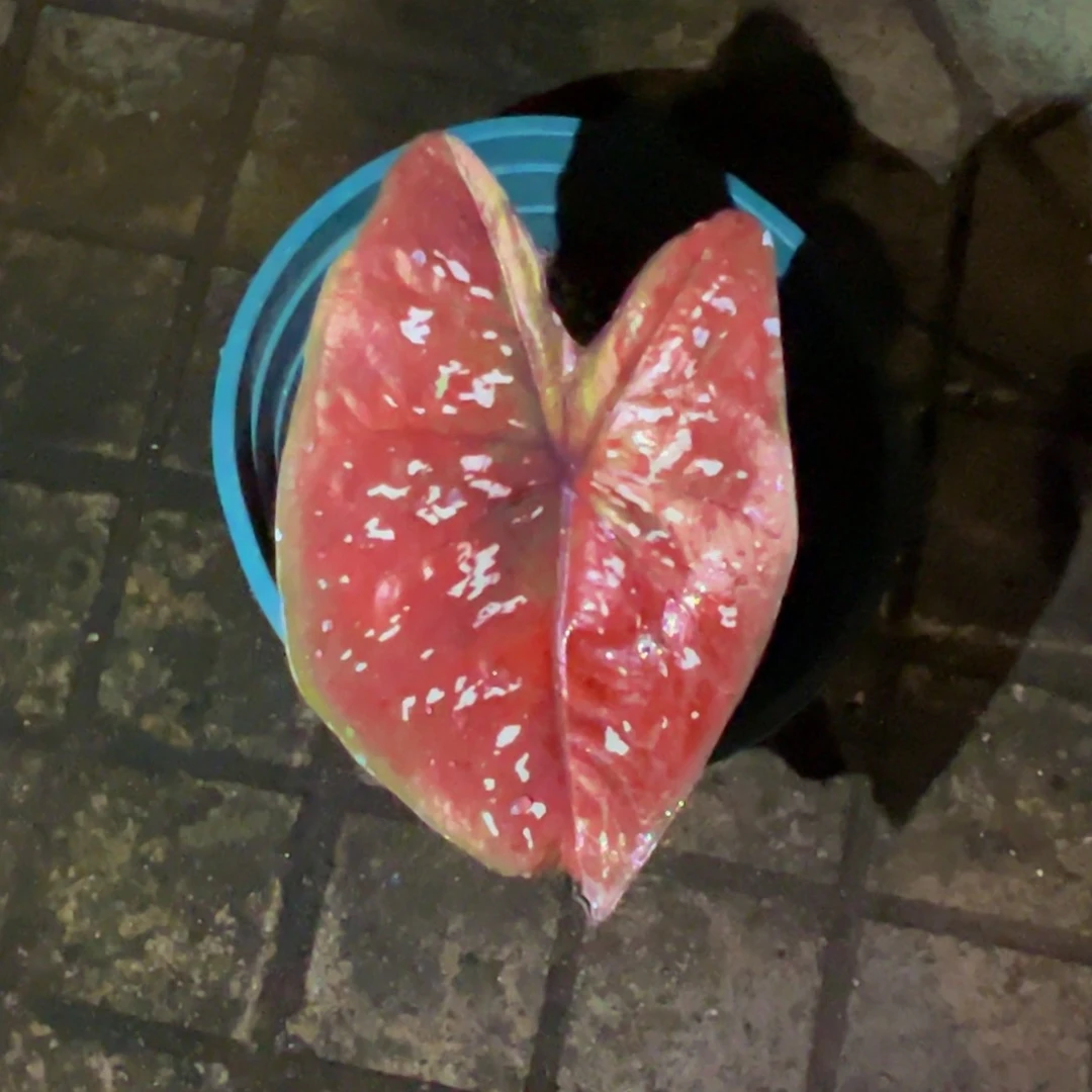 卡***二完全开放3968泰彩