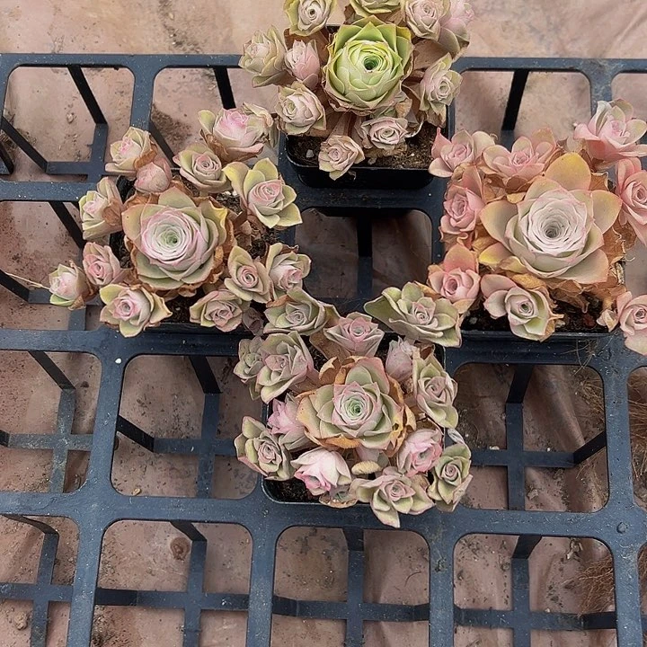 s****y精品系列山地玫瑰