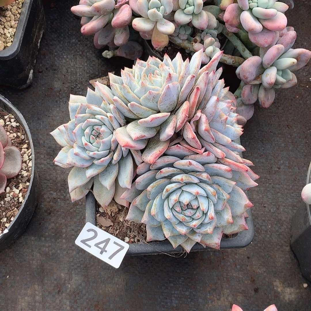 247蓝鸟一物一拍多肉