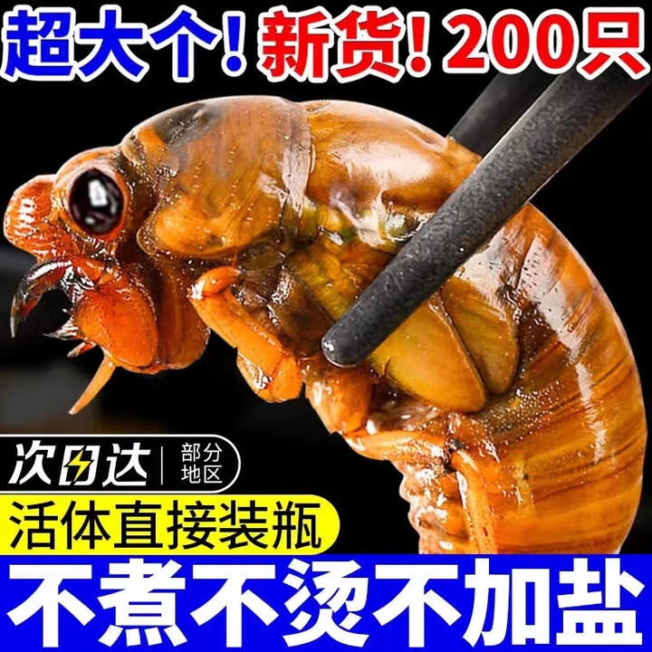 知了猴新鲜活体【多地次日达】2025新货鲜活冷冻金蝉爬叉蝉蛹