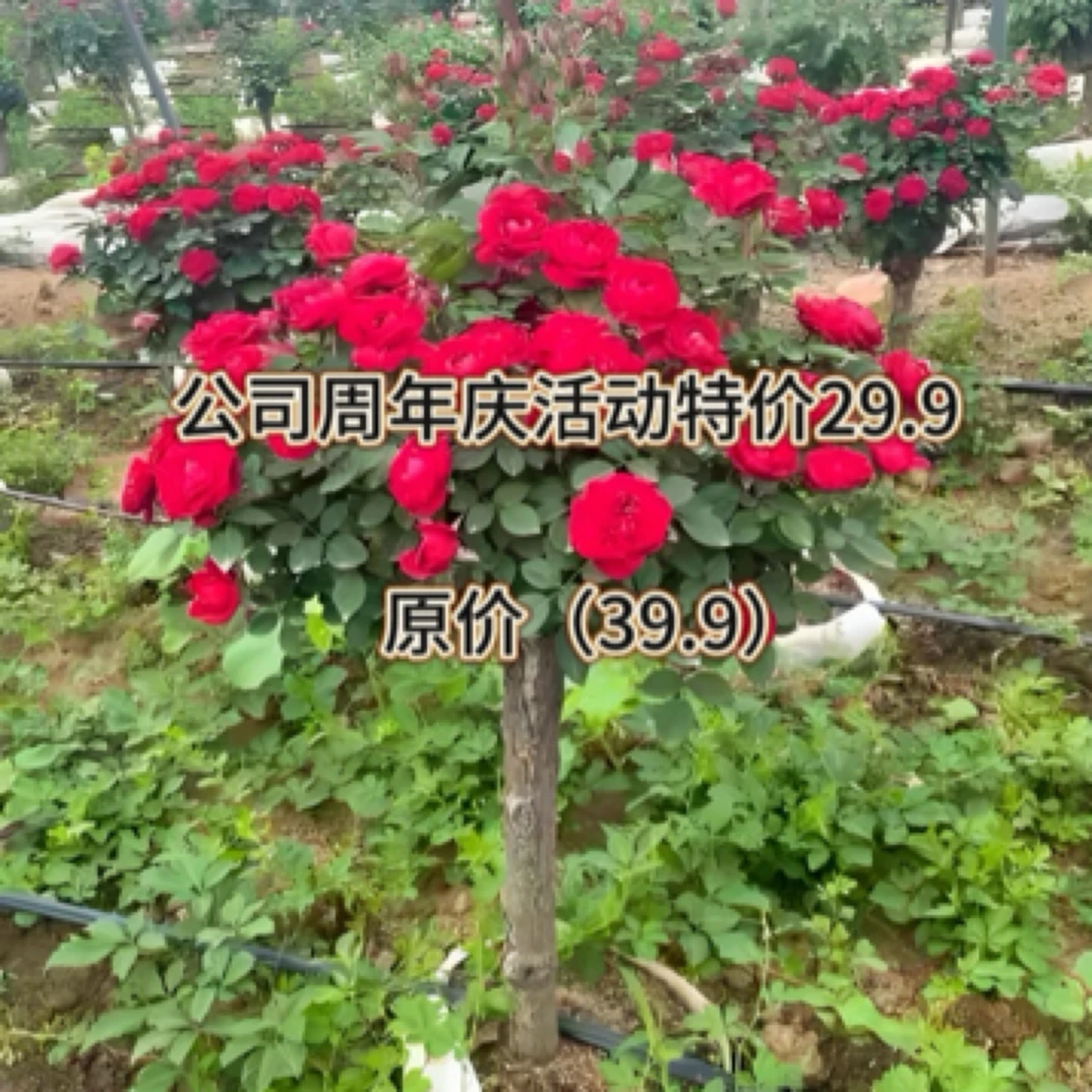 【花心思】棒棒糖月季盆栽大花浓香