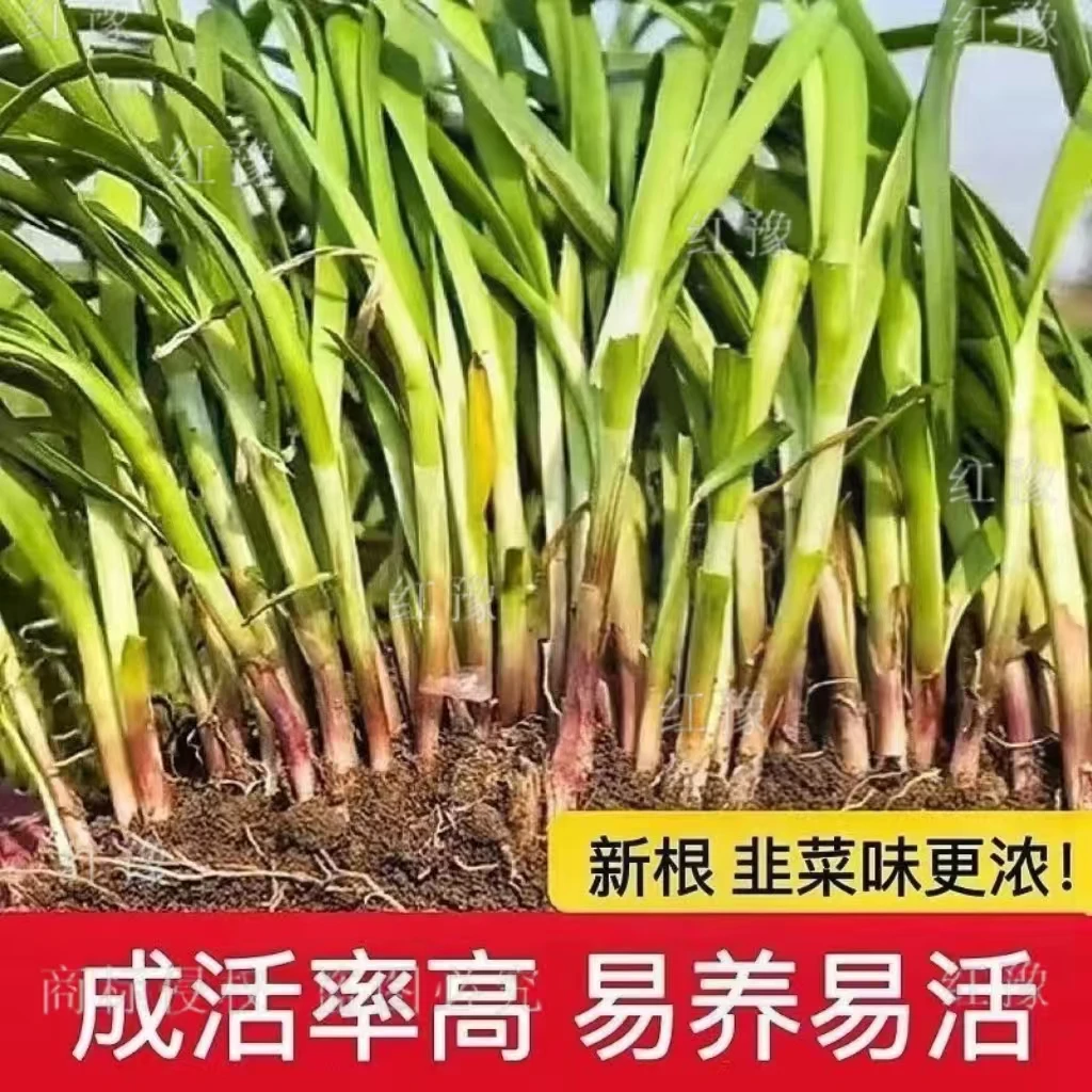 现挖紫红新韭菜根宽叶韭菜苗室内阳台四季盆栽大叶韭菜根庭院