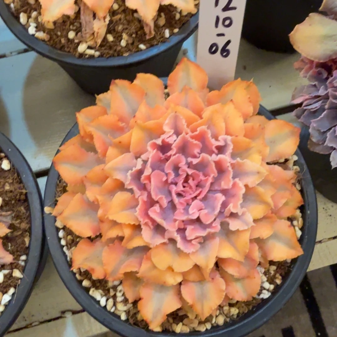 1210-06晚霞之舞锦福利出，就一晚