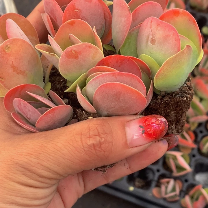 唐印 10颗  优选（满9.99包邮不满9.99发叶子）