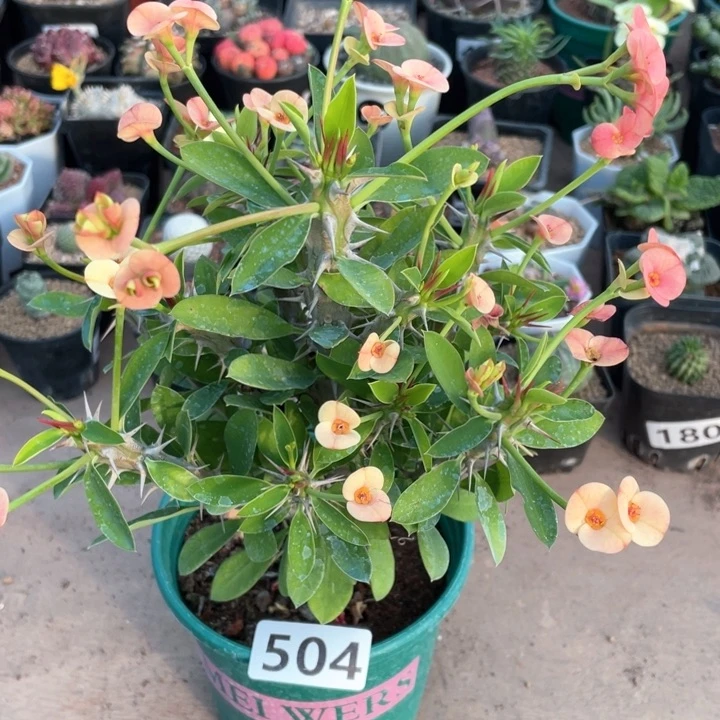 504大虎刺梅植物