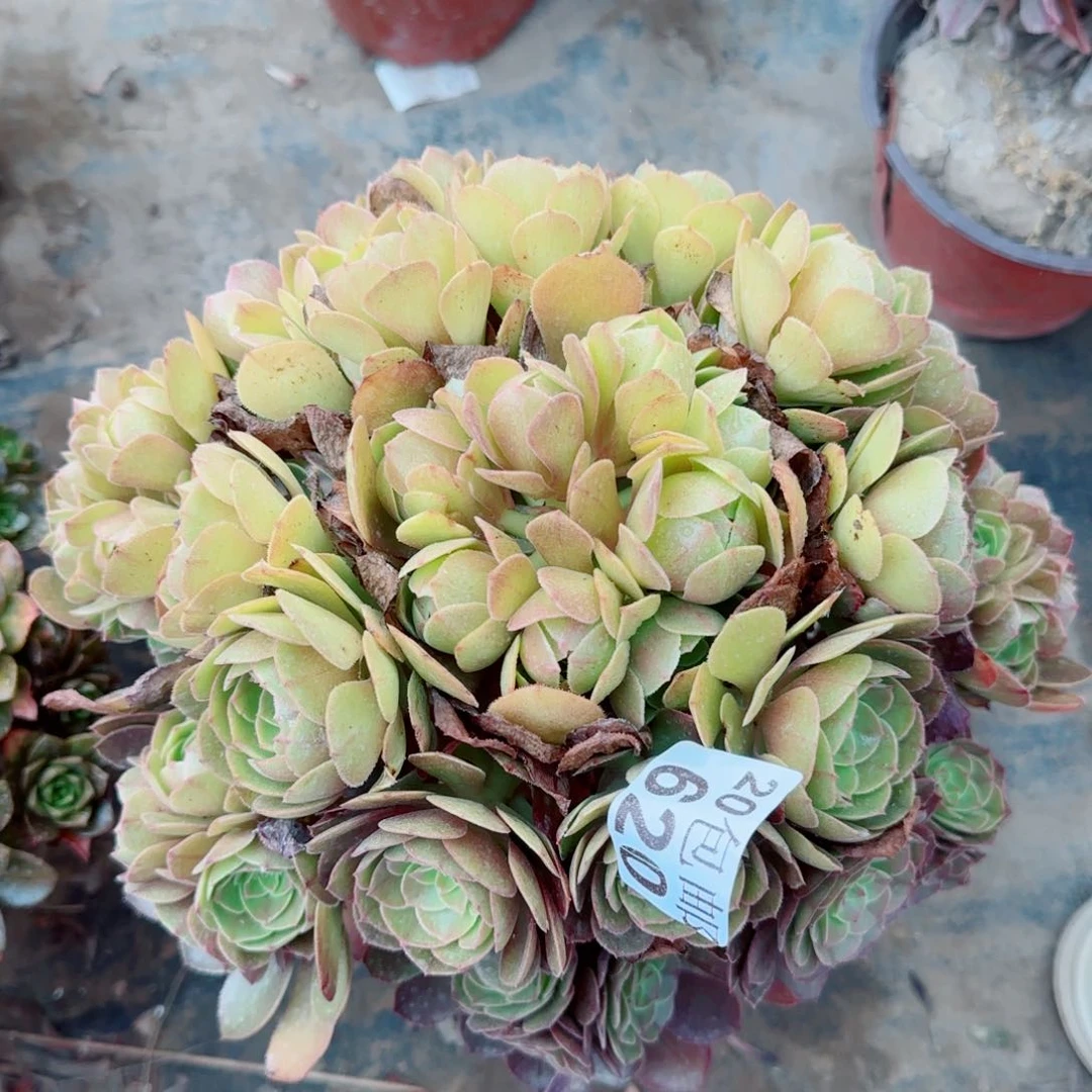 沙拉万多肉620满20包邮断枝不包