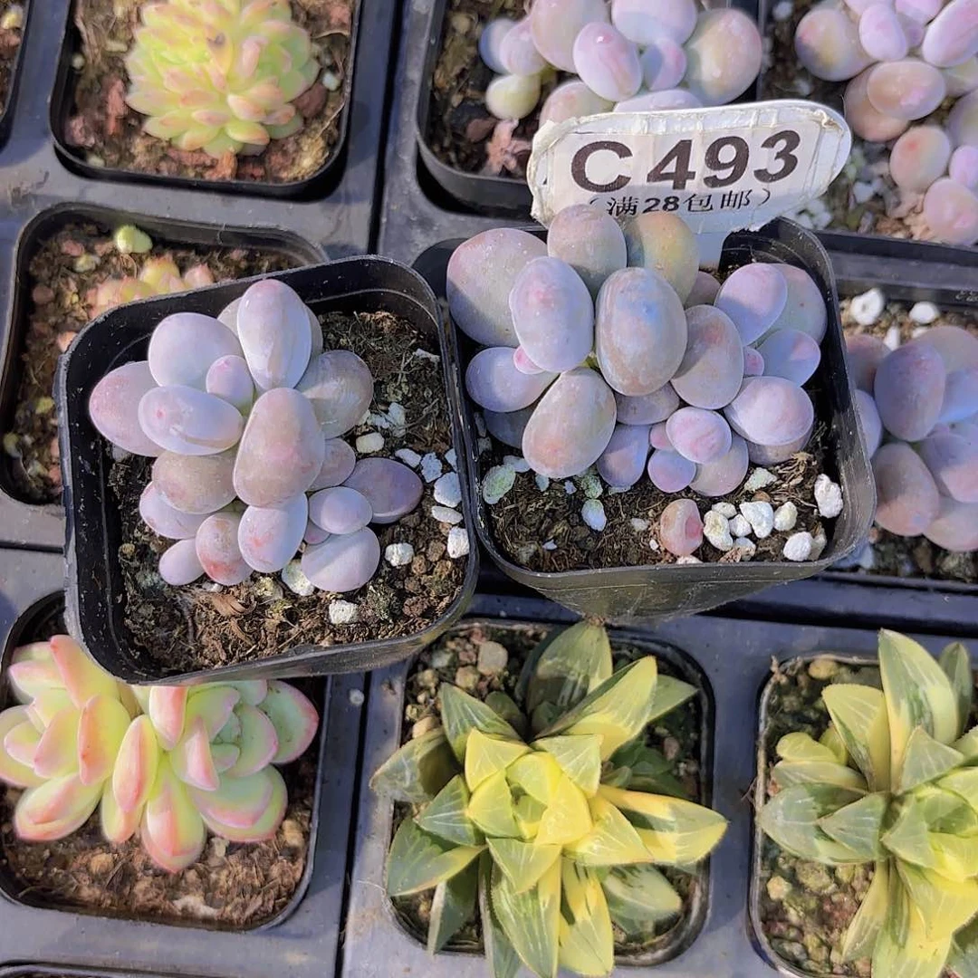 C493两颗彩虹奶一物一拍