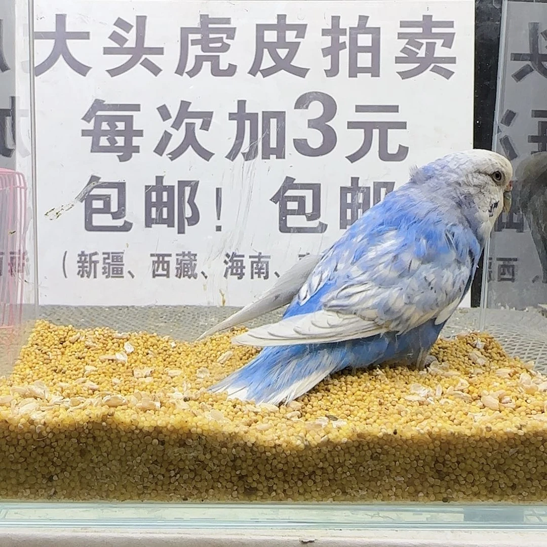 虎皮鹦鹉大头鹦鹉