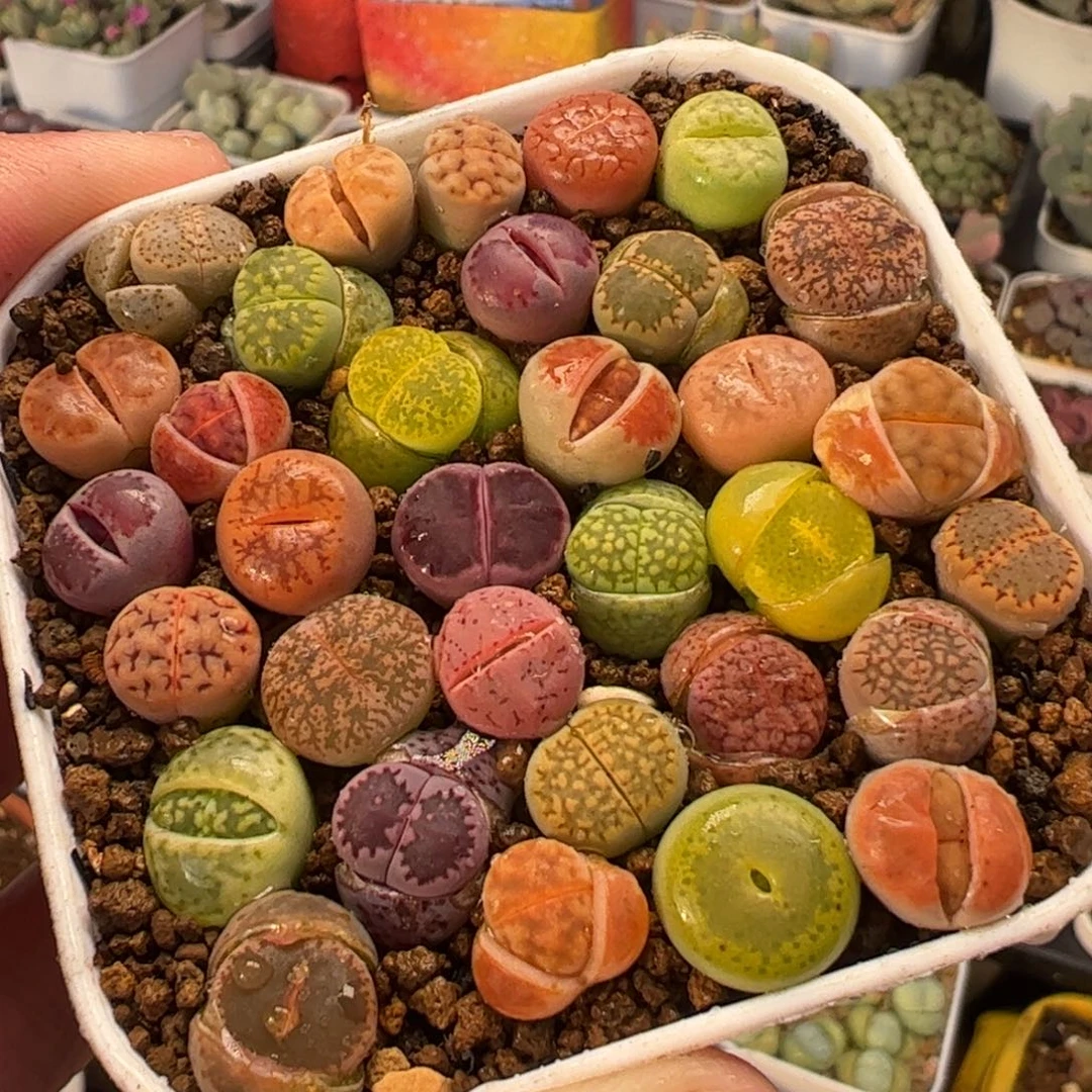 012多肉植物百科