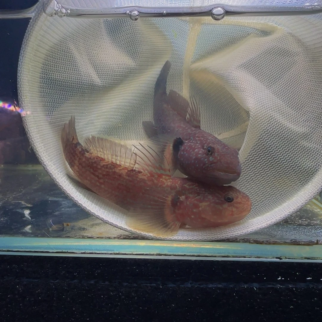 蓝口孵鱼短棘稿8-9一对