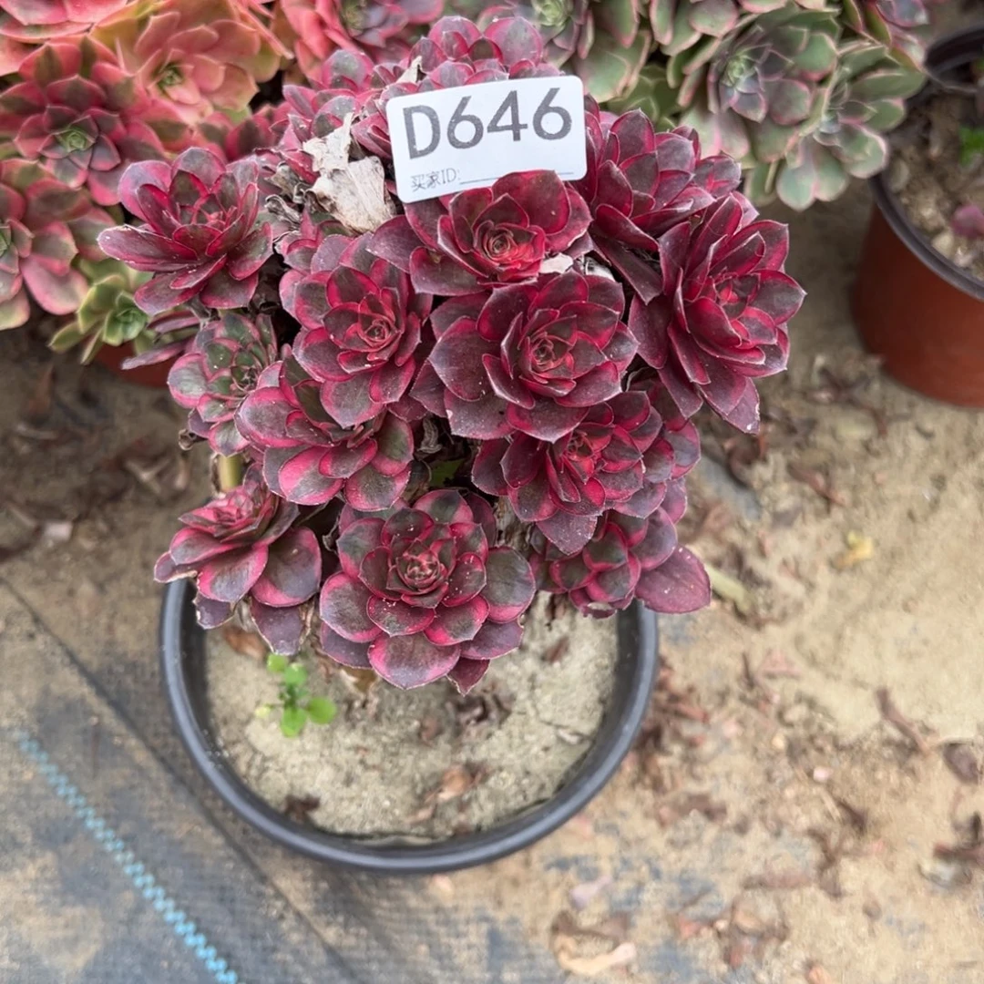 646纳福多肉植物法师