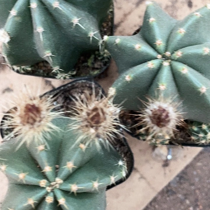 3个虾仙人球256788