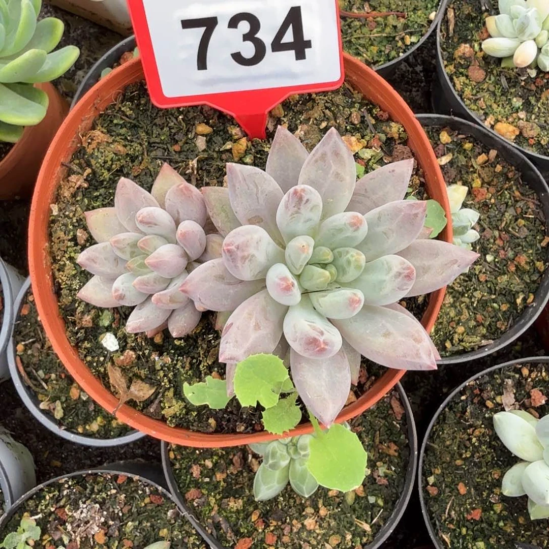 水晶球多肉植物734