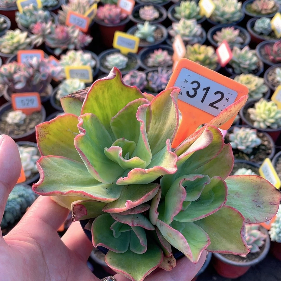 *****312号多肉植物盆栽