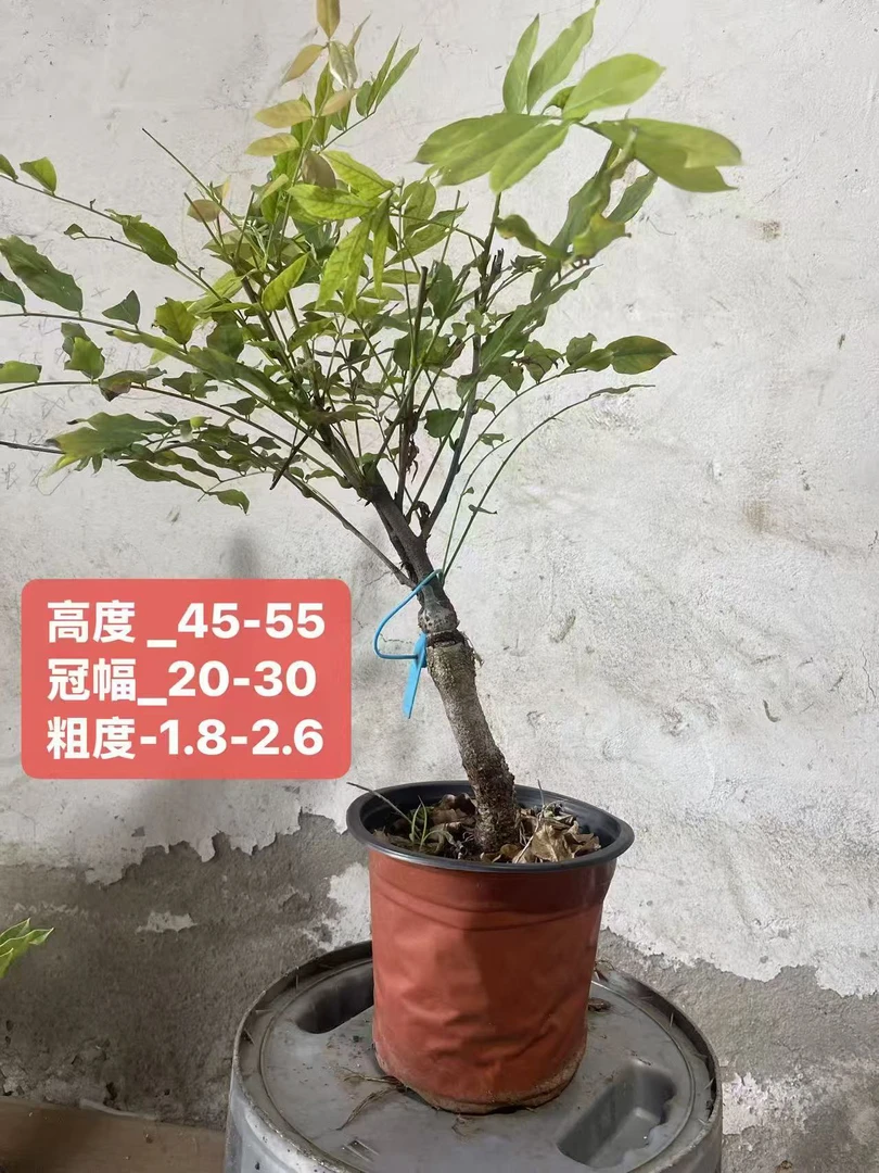 嫁接白藤盆景，带盆发货