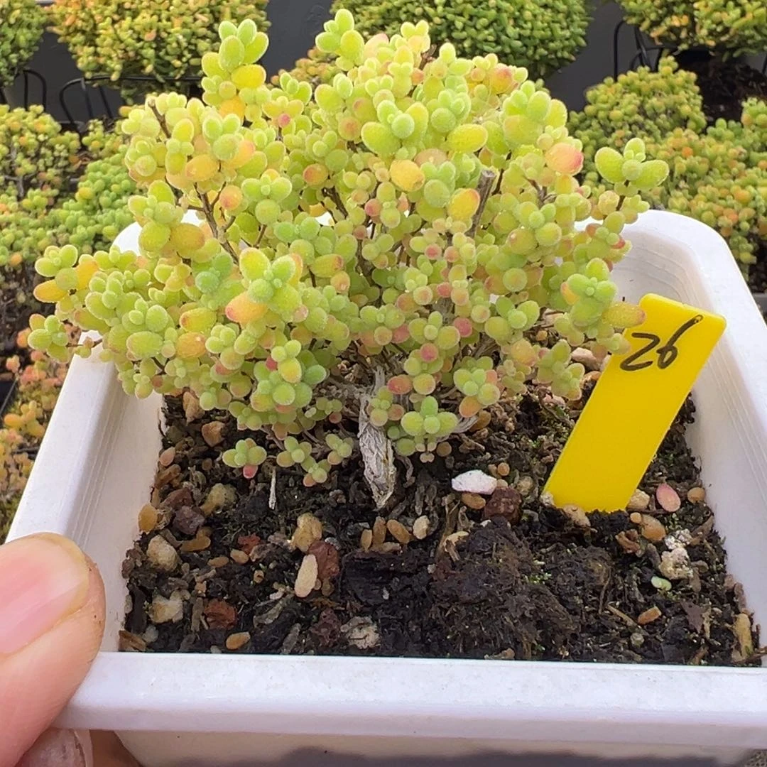 蜜橘糖球26号10cm盆