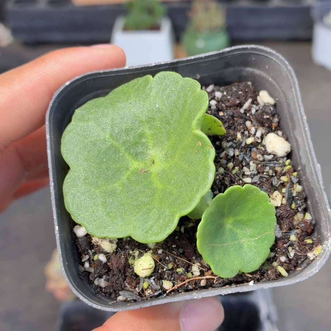 玉盃多肉9.9包邮发货