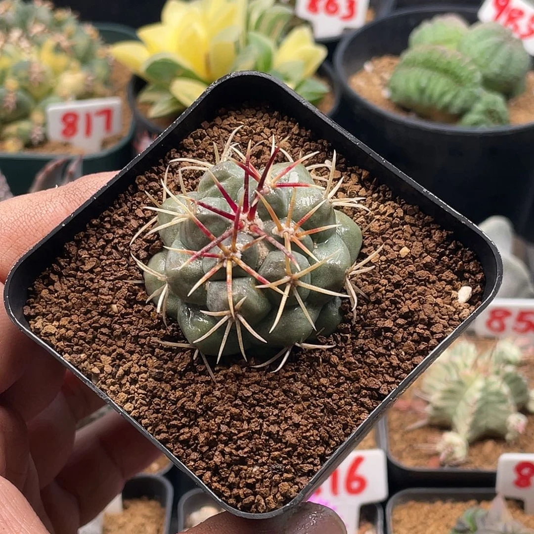 大红鹰仙人球 带盆土包邮