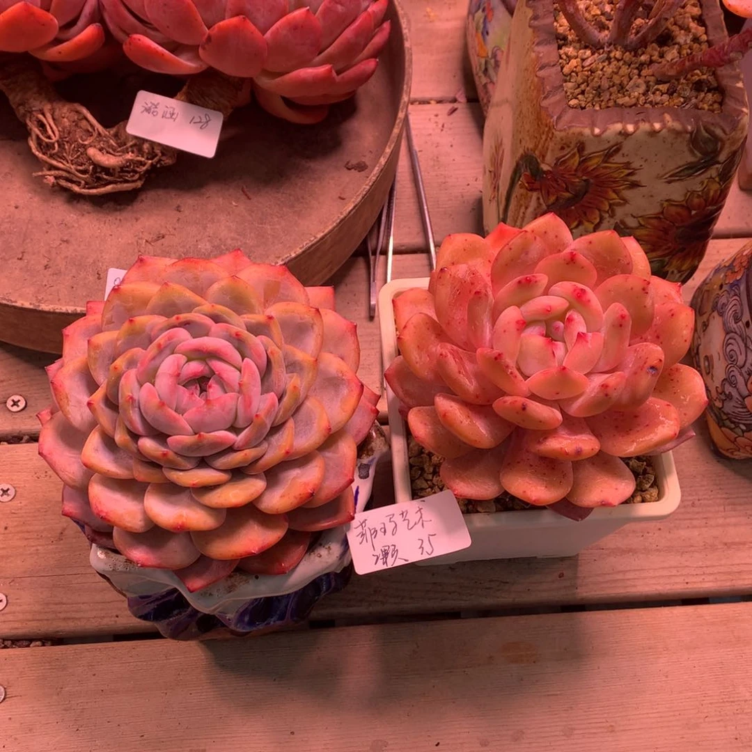 菲****漆橙子单头2颗（菲玛