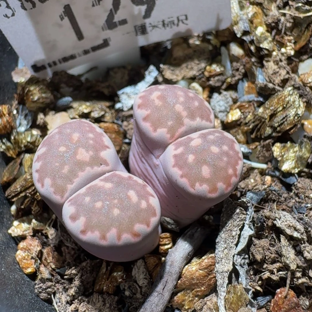 Ssss精品生石花129