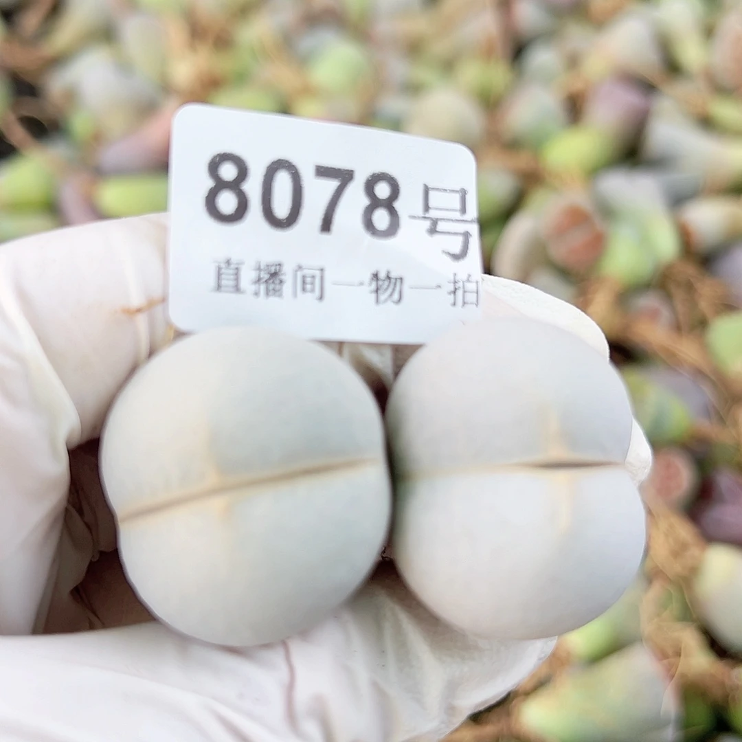 8078四年高尔夫两个2.6cm左右