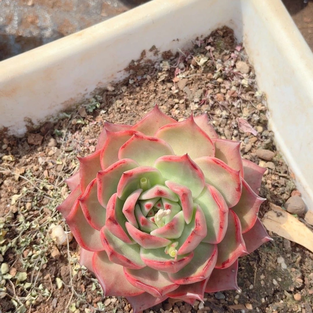 菩萨玛利亚。      15