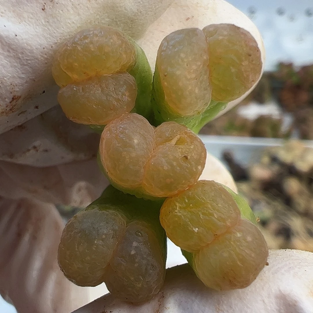 14号c10福利特特特特特特特