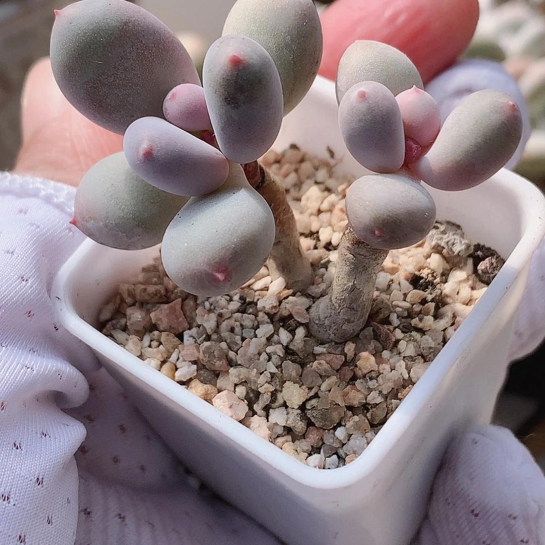 彩虹奶酪一物一拍