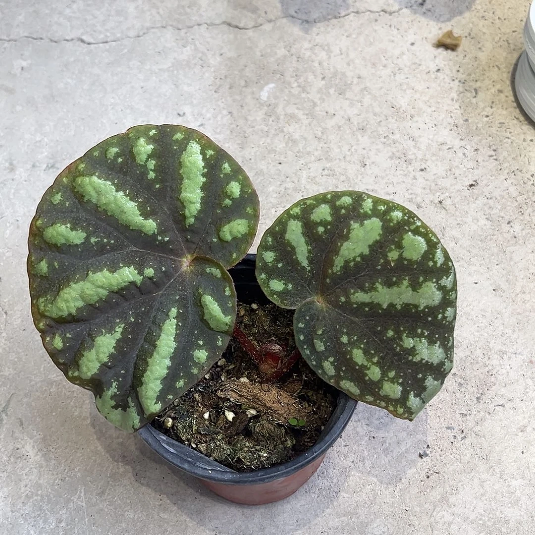 无花朵北越 带保温