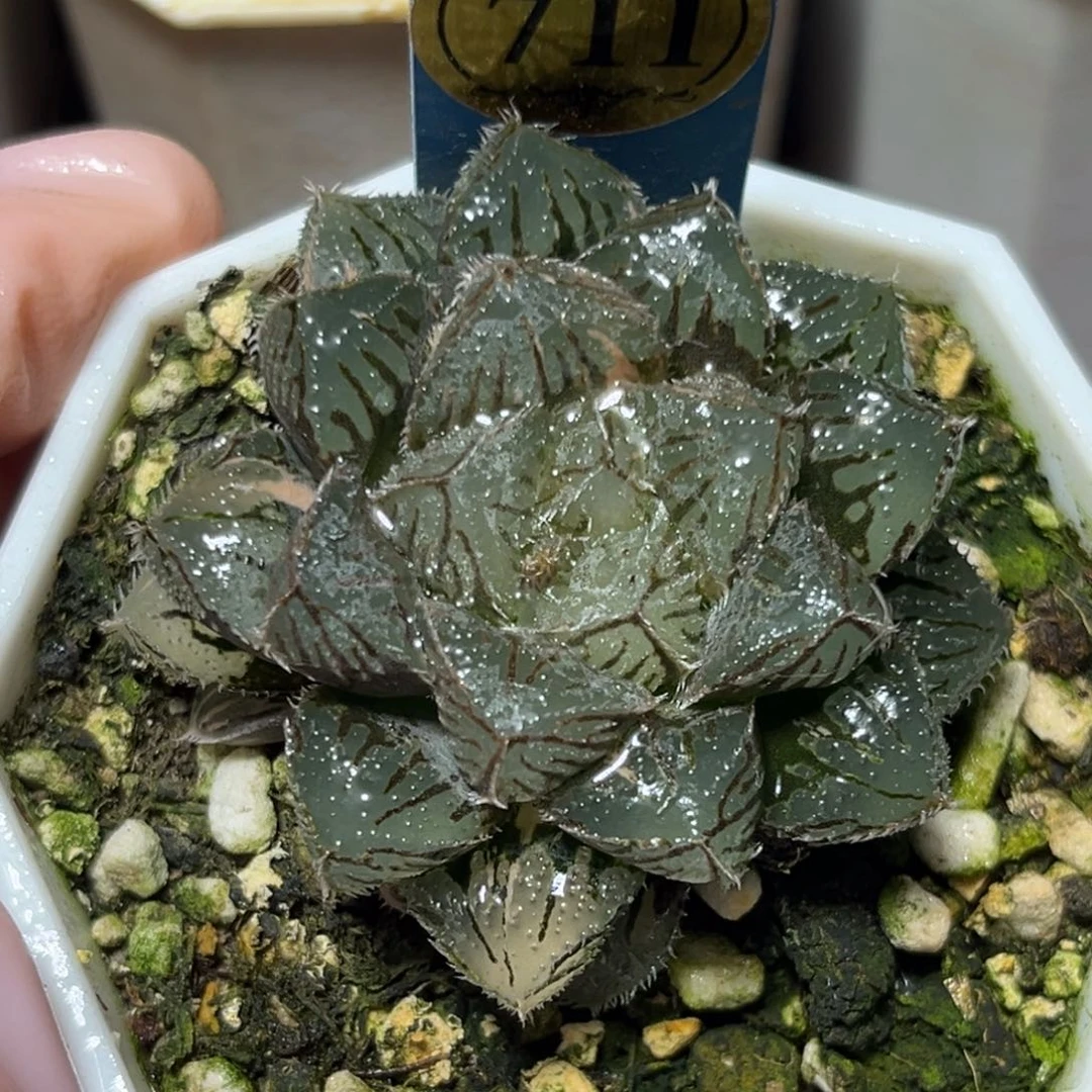 恭喜发财大吉大利711