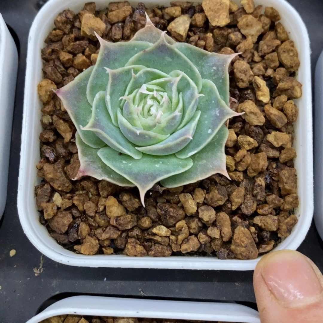 知***我精品多肉一物一拍不包整216