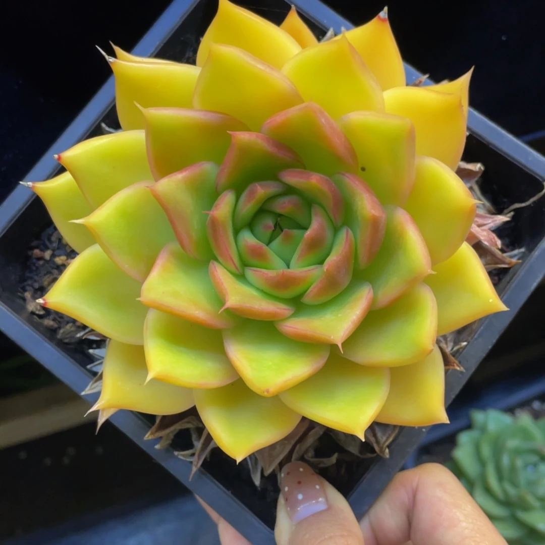 白***白多肉植物盆栽多肉