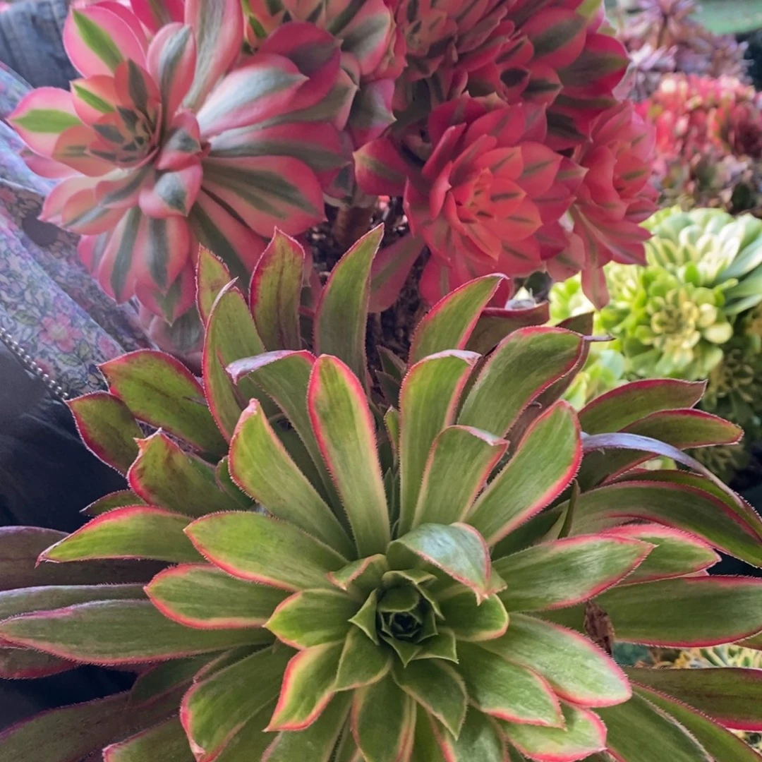 粉女巫➕孔雀多肉1颗多肉