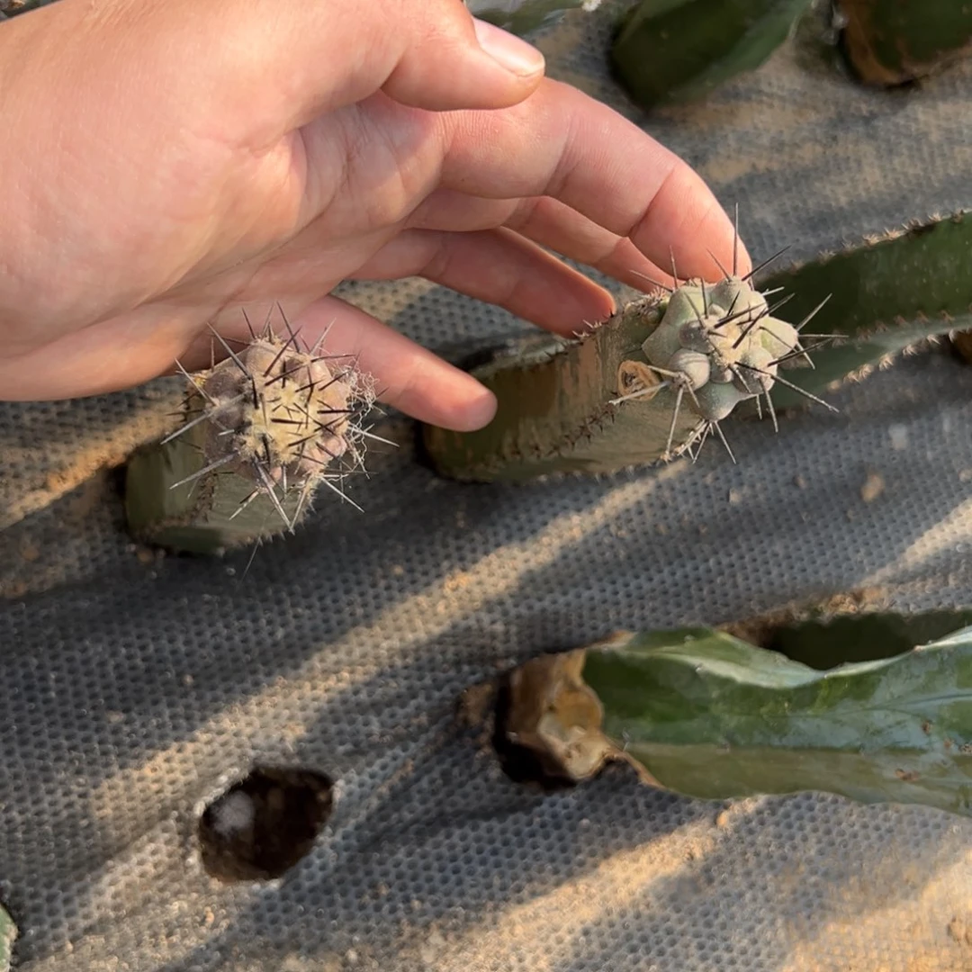 两个一代黑王丸仙人球