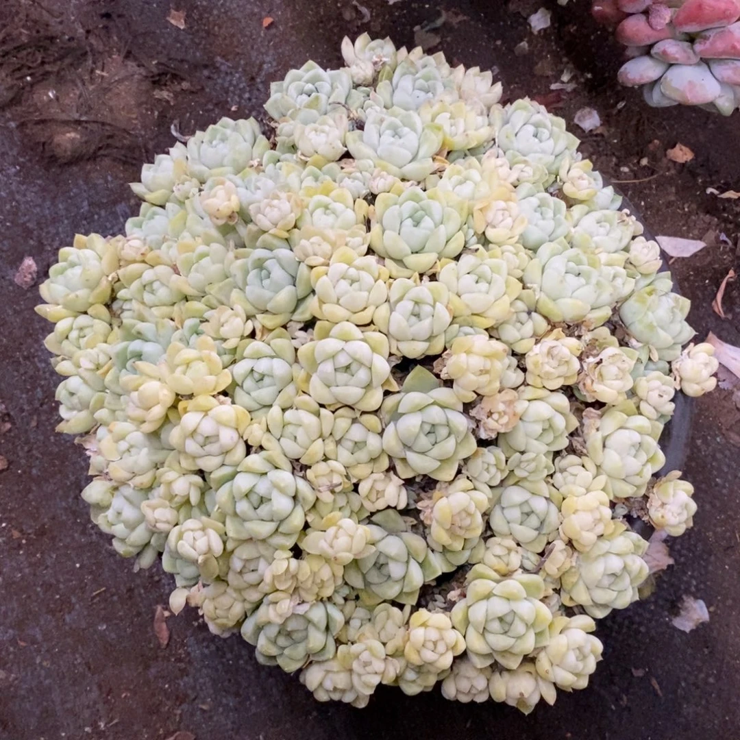 厚叶月影大盆整桩带盆土