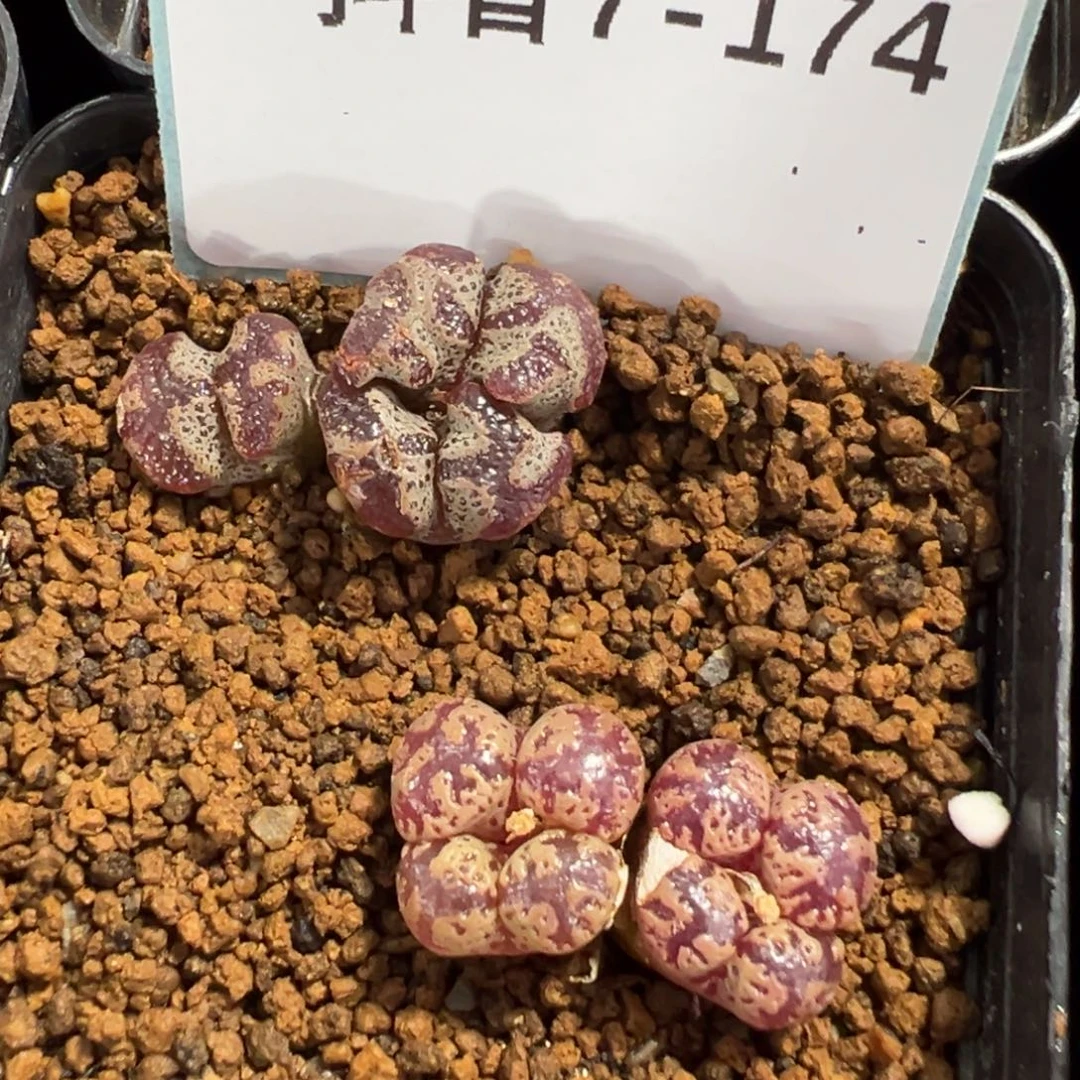 7-174肉锥多肉植物