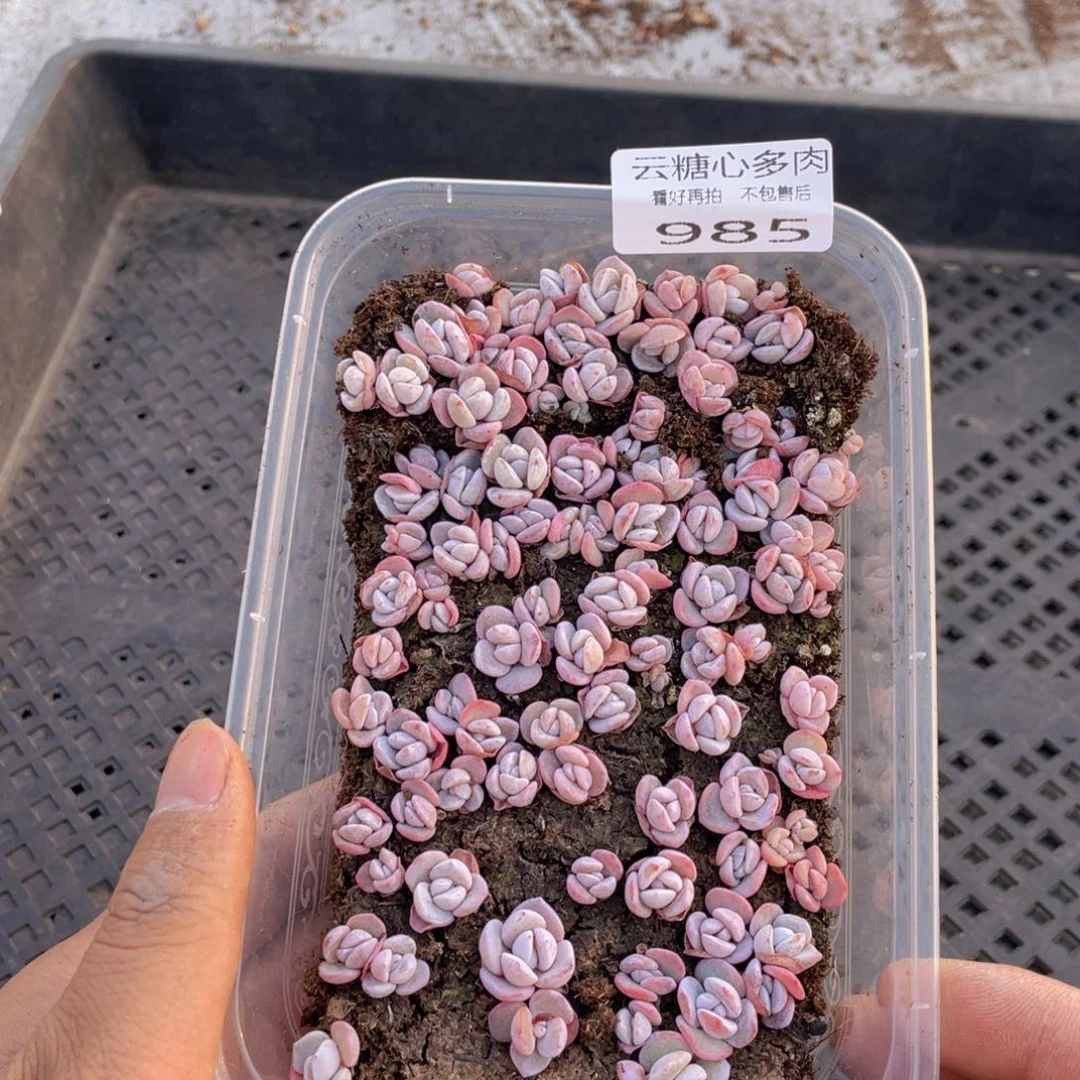 云糖心多肉植物985